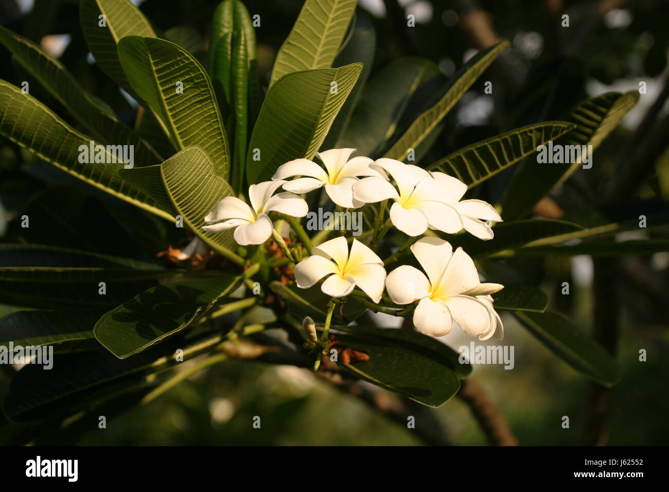 white frangipani,plumeria alba Stock Photo Alamy