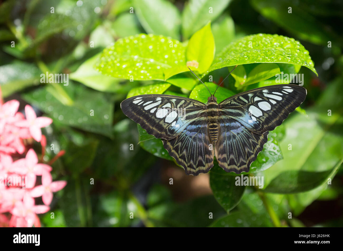 Singapore changi airport butterfly hires stock photography and images