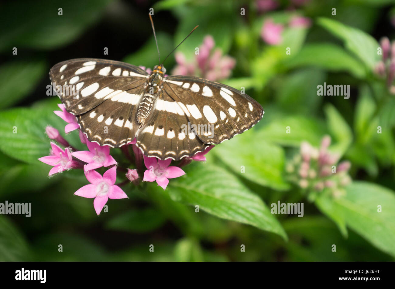 Singapore changi airport butterfly hi-res stock photography and images ...