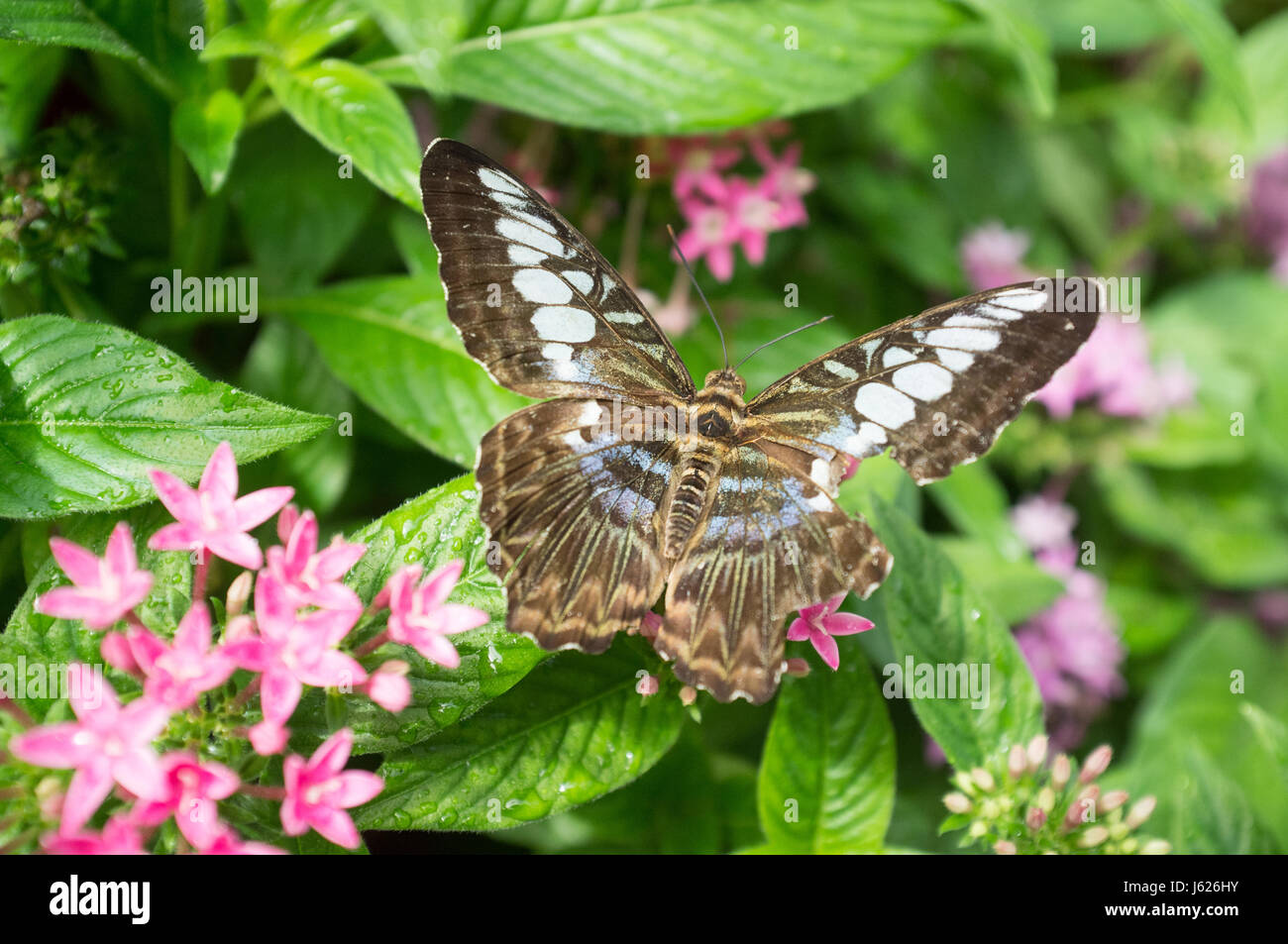 Singapore changi airport butterfly hi-res stock photography and images ...