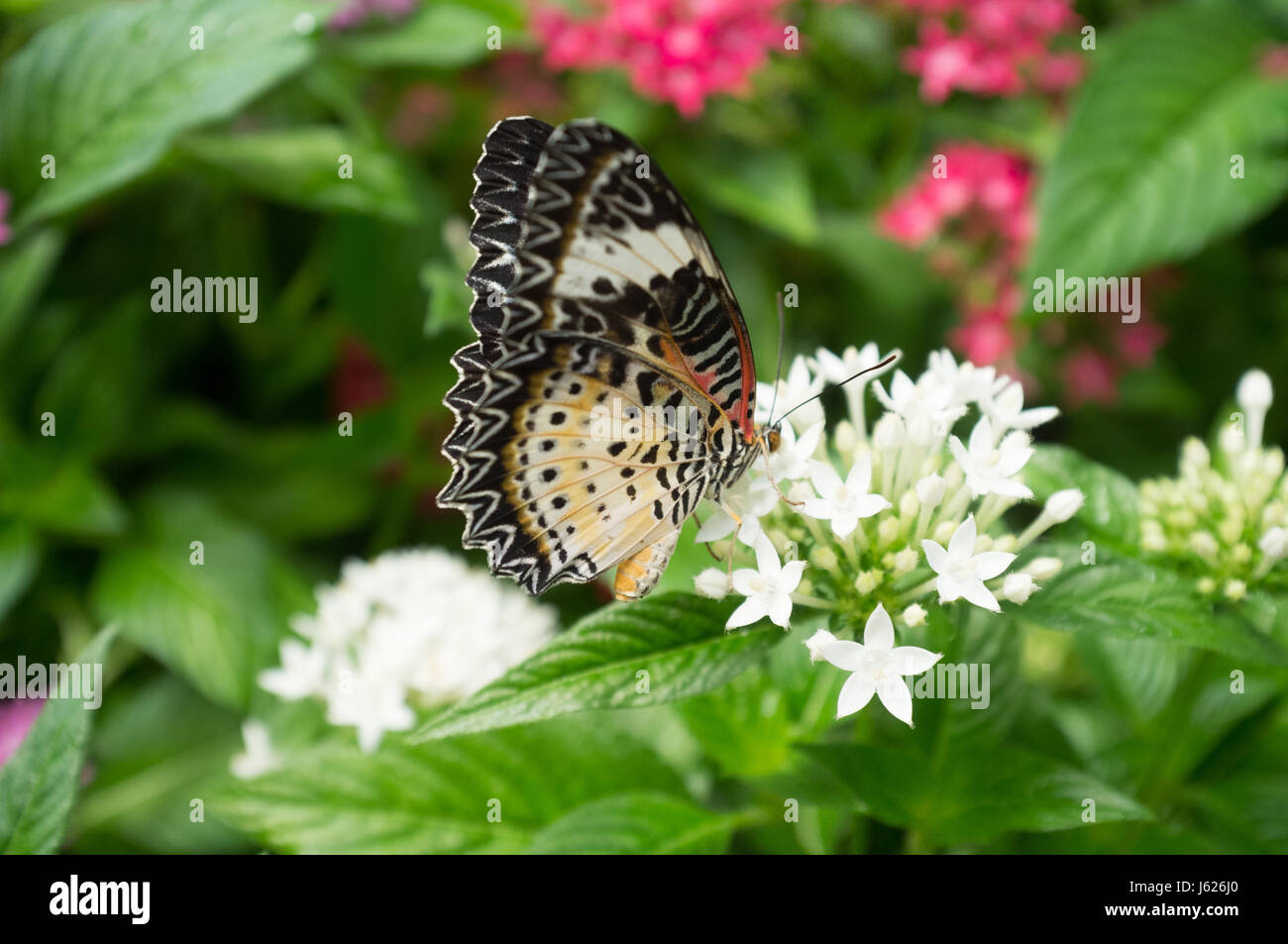 Singapore. 19th May 2017. A colourful display of butterflies at the ...