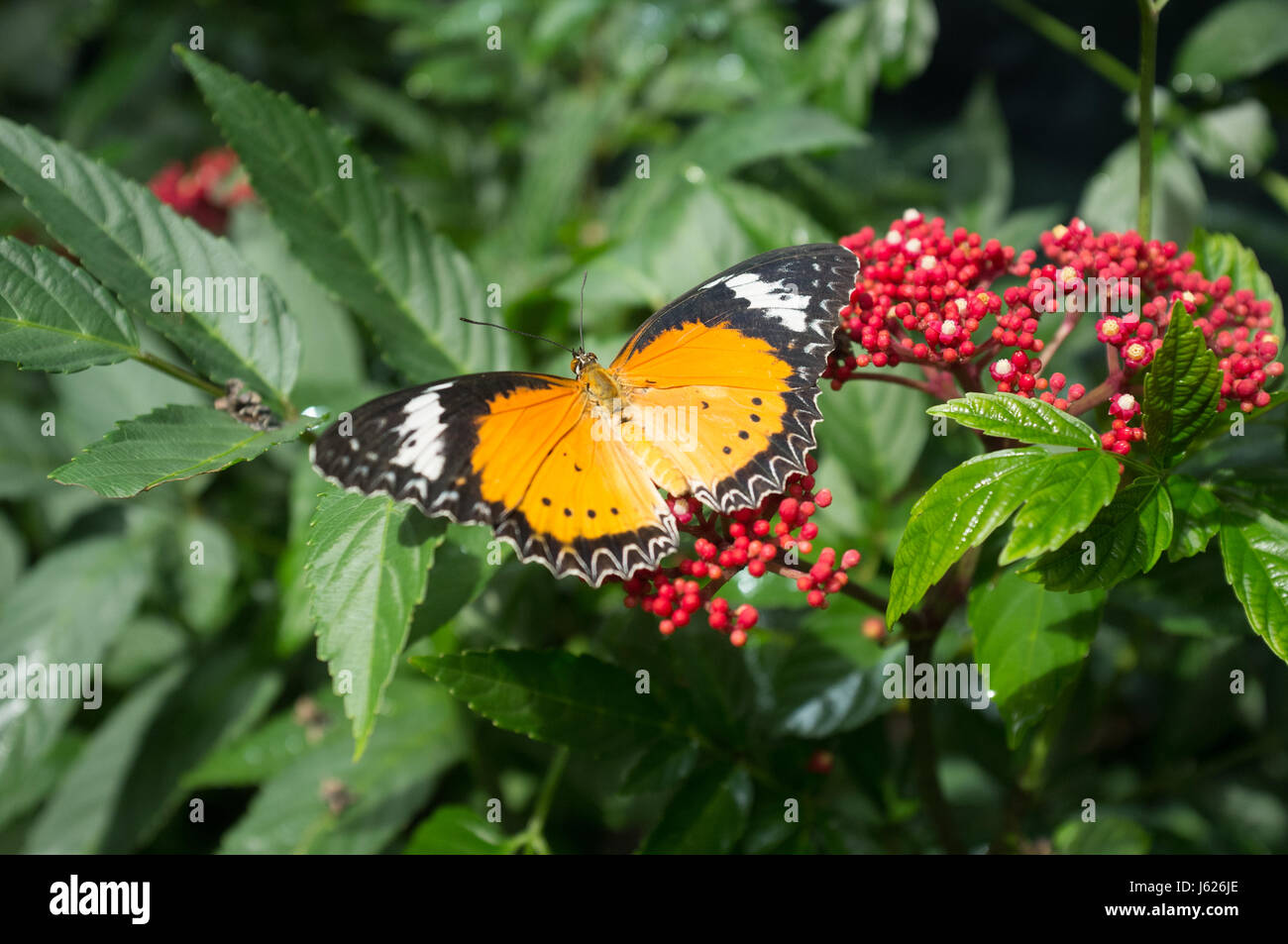 Singapore. 19th May 2017. A colourful display of butterflies at the ...