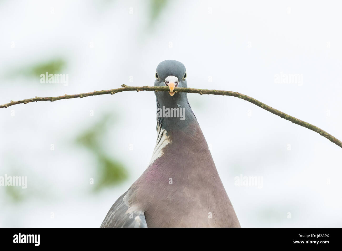 Stirlingshire, Scotland, UK. 19th May, 2017. UK weather - a pigeon busy collecting nesting material on a cloudy but warm morning ahead of what is forecast to be another bright spring day Credit: Kay Roxby/Alamy Live News Stock Photo