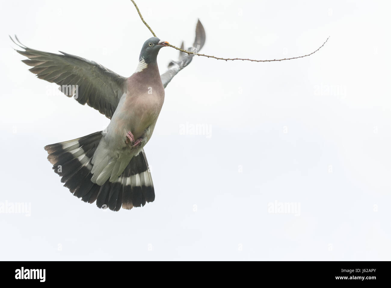 Wood pigeon flying with large stick, Scotland, UK Stock Photo