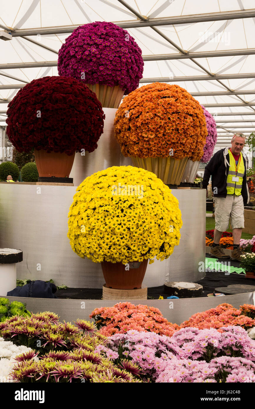 Chrysanthemums pictures hires stock photography and images Alamy