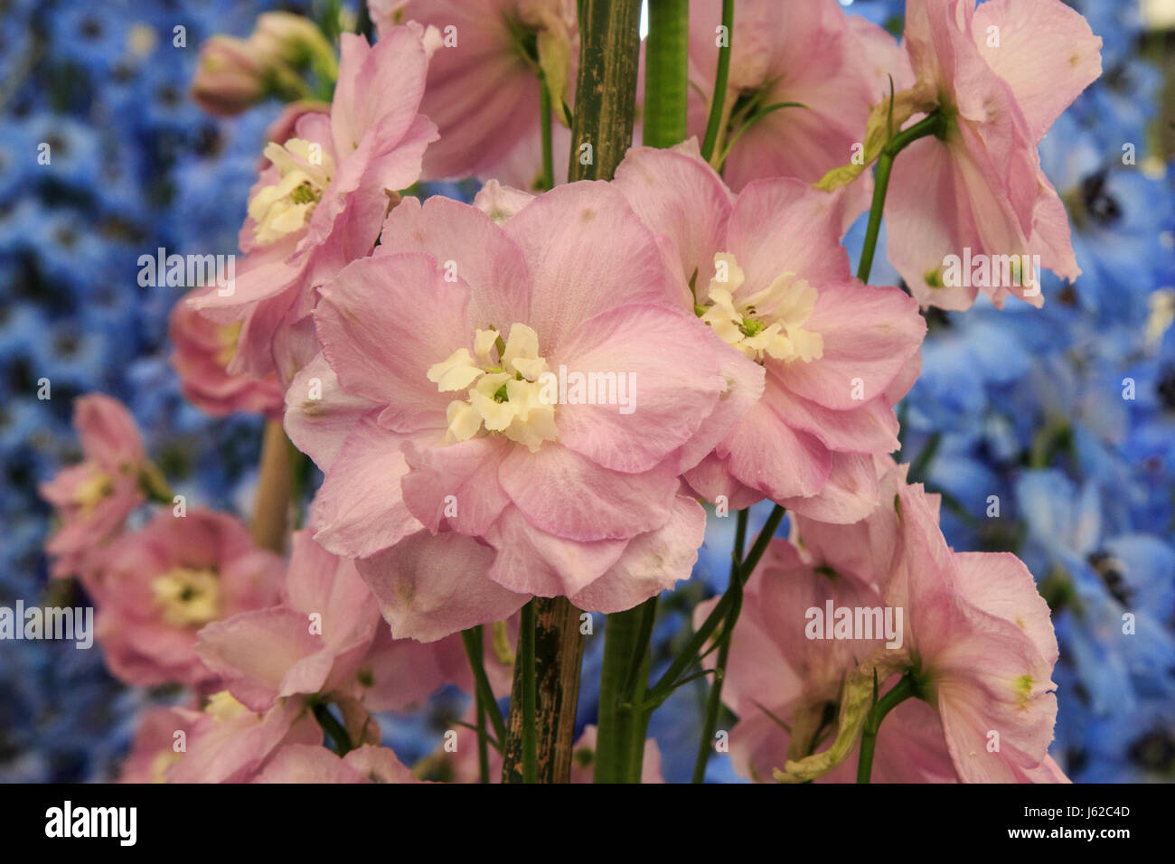 London, UK. 19 May 2017. Delphiniums (Delphinium staphisagria).  Preparations are well under way at the 2017 RHS Chelsea Flower Show which opens to the public on Tuesday. Photo: Vibrant Pictures/Alamy Live News Stock Photo