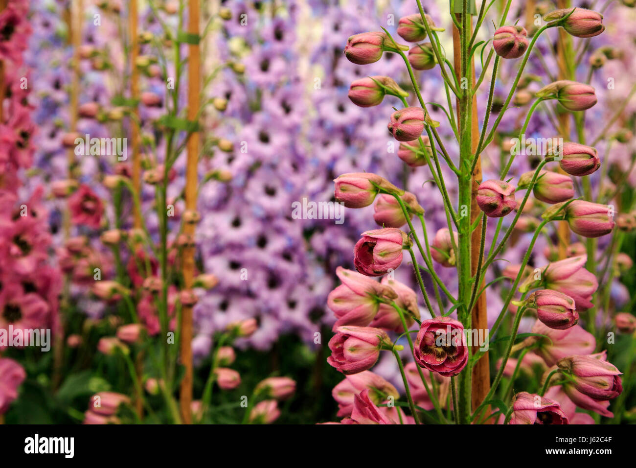 London, UK. 19 May 2017. Delphiniums (Delphinium staphisagria).  Preparations are well under way at the 2017 RHS Chelsea Flower Show which opens to the public on Tuesday. Photo: Vibrant Pictures/Alamy Live News Stock Photo
