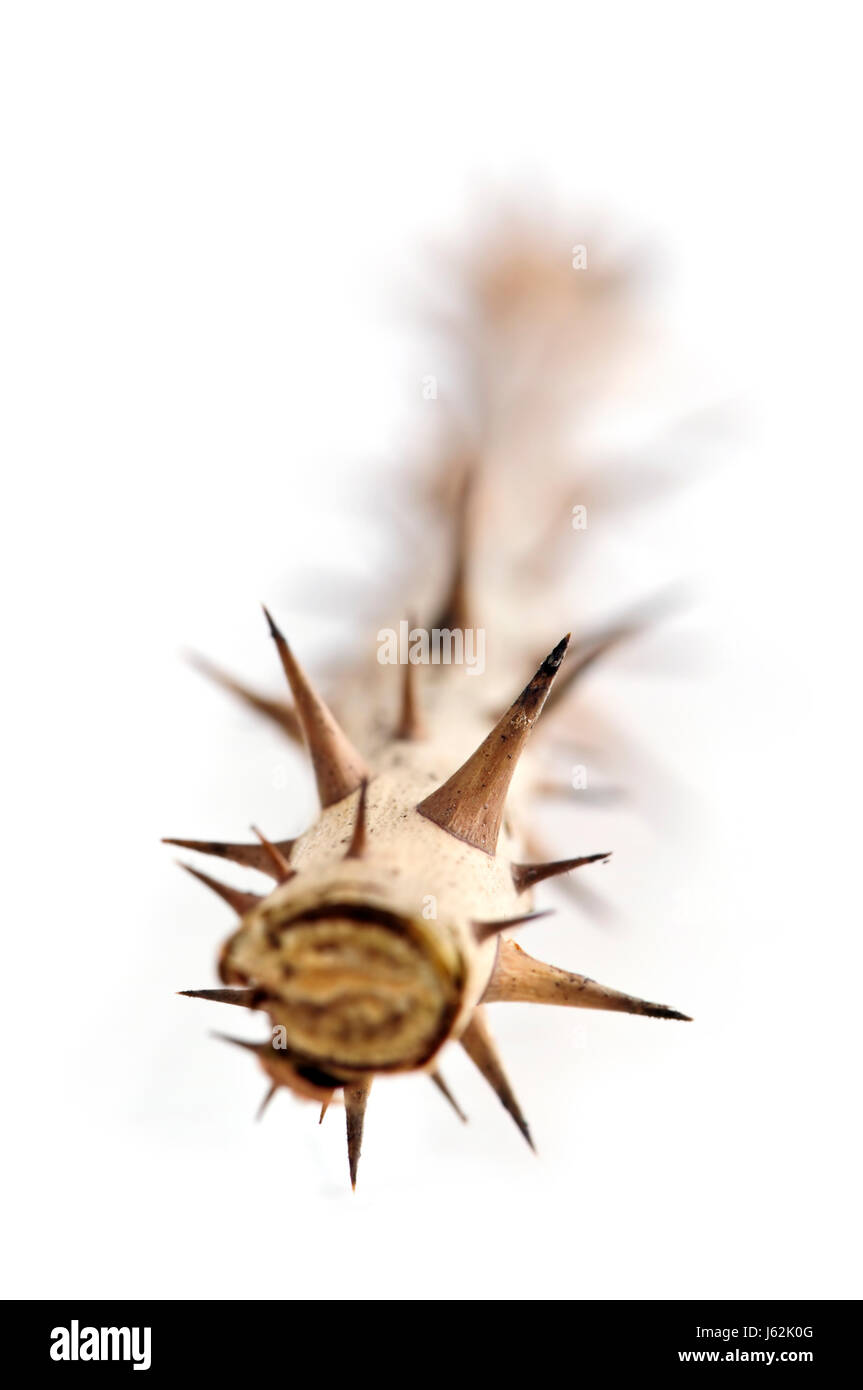 Rose with thorns hires stock photography and images Alamy