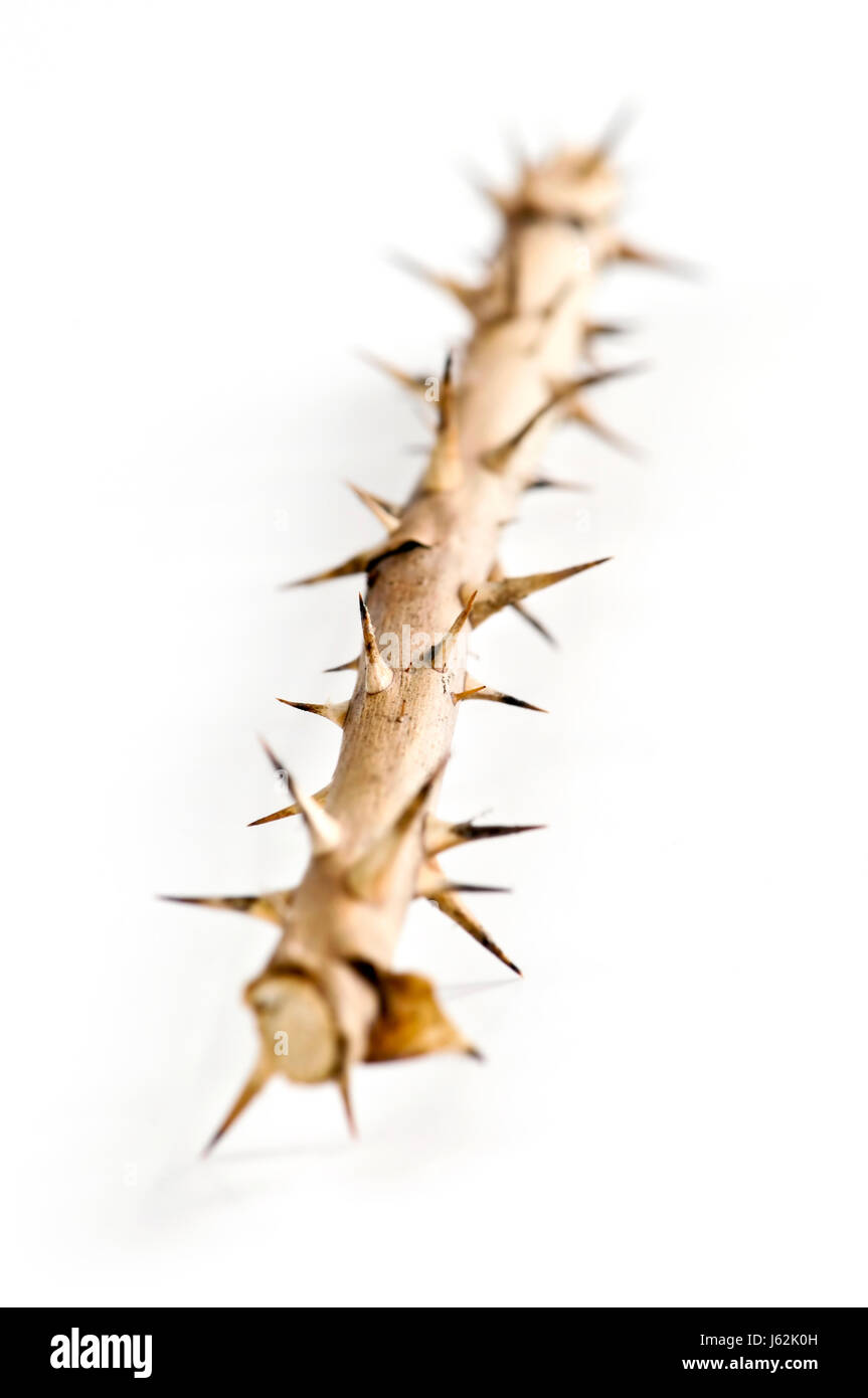Rose with thorns hi-res stock photography and images - Alamy