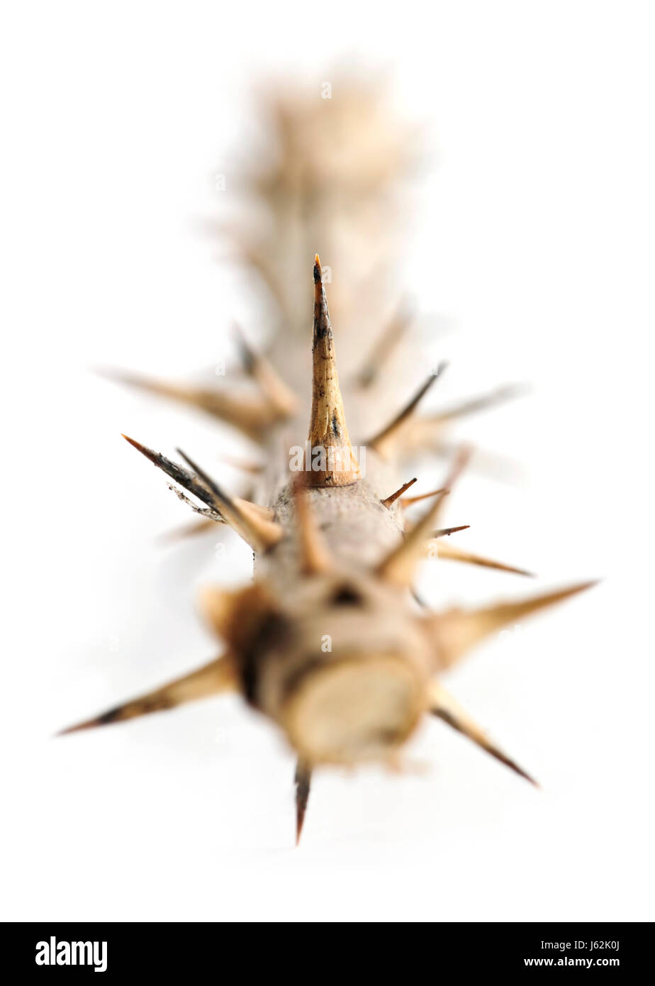 Rose with thorns hires stock photography and images Alamy