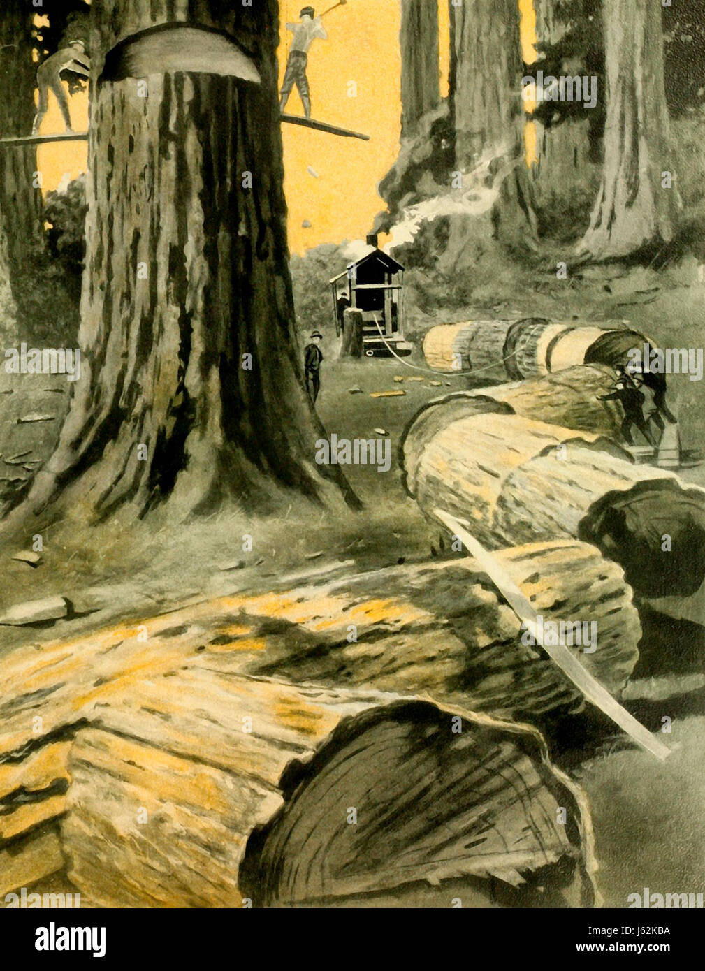 Timber - Tree harvesting in Washington State, circa 1912 Stock Photo