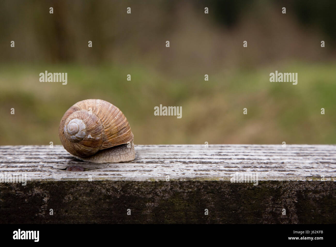 house building snail escargots edible snail snail shell to move in