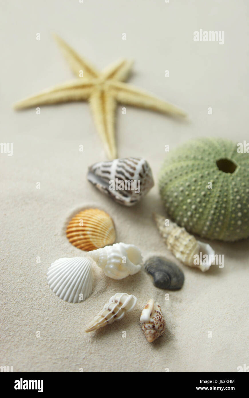 escargots snail shell decoration starfish ??urchins urchins sea urchin
