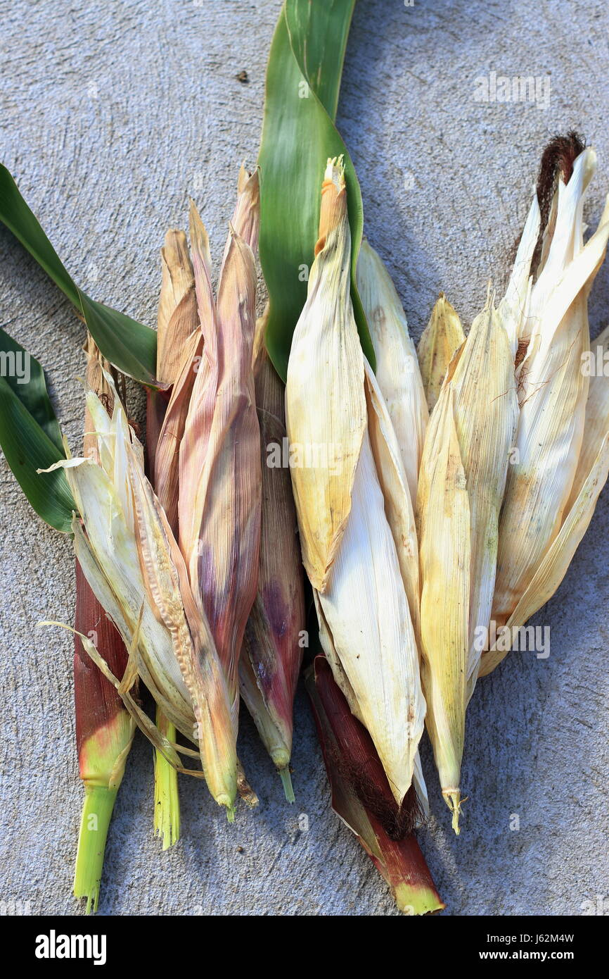 Freshly picked homegrown Glass Gem Corn Stock Photo