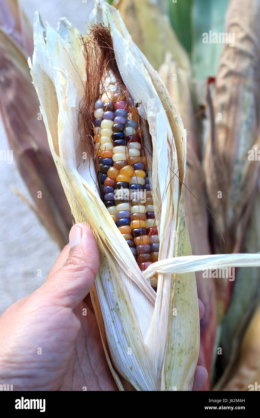 Glass Gem Corn Stock Photos and Pictures - 367 Images