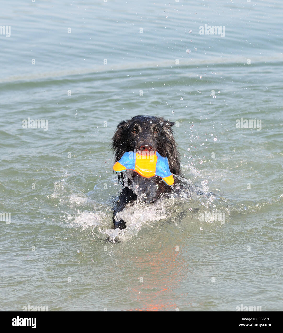 dog wet german sheperd german sheperd dog salt water sea ocean water