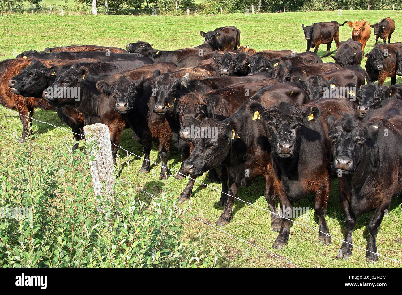 Row Herd Frontally Cattle Faces Beef Agriculture Farming Front Idea 