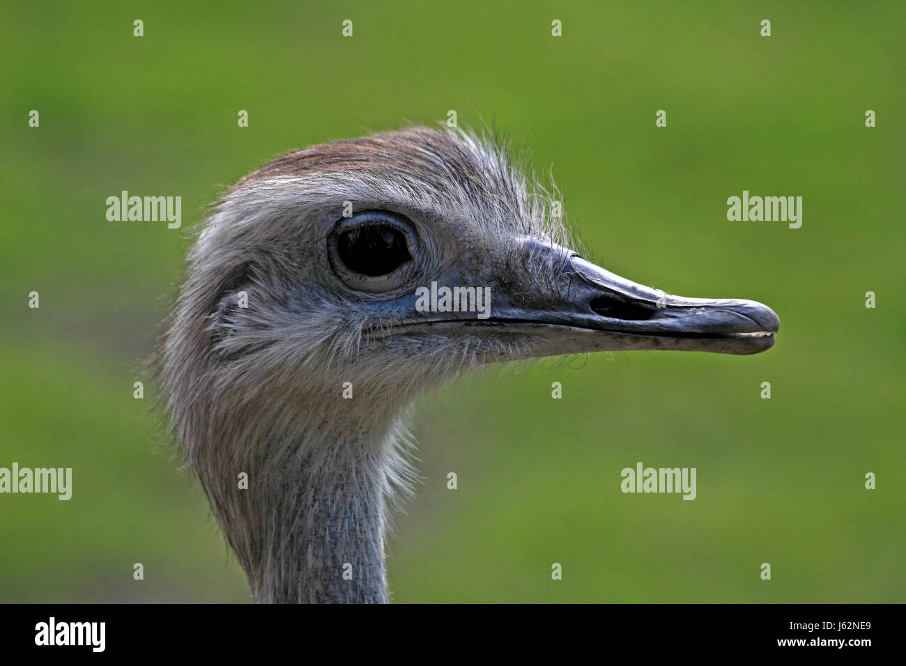 animal bird birds funny cursorial birds head animal bird portrait eye ...