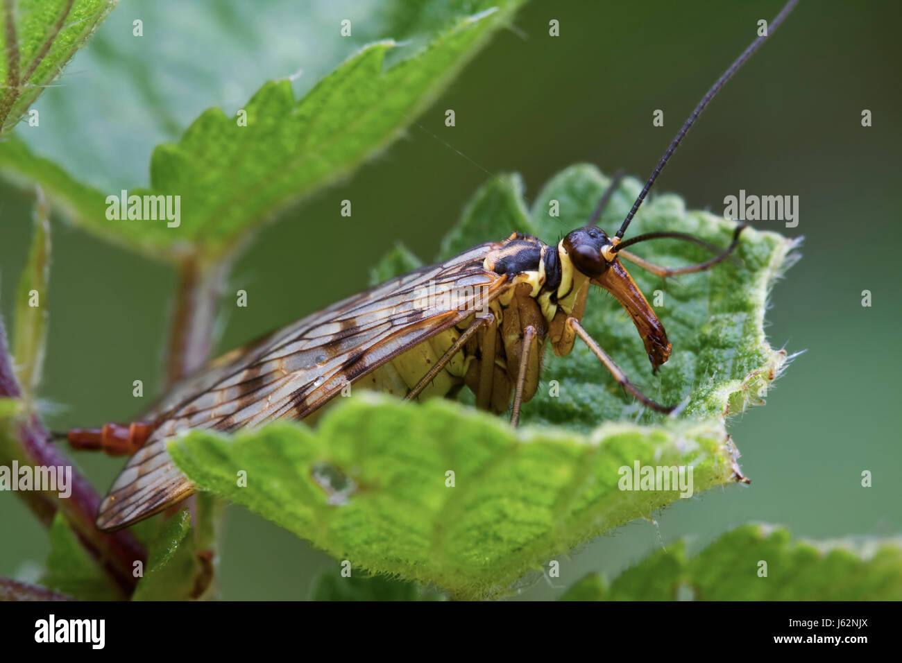 insect fly female insect fly female skorpionsfliege schnabelfliege ...