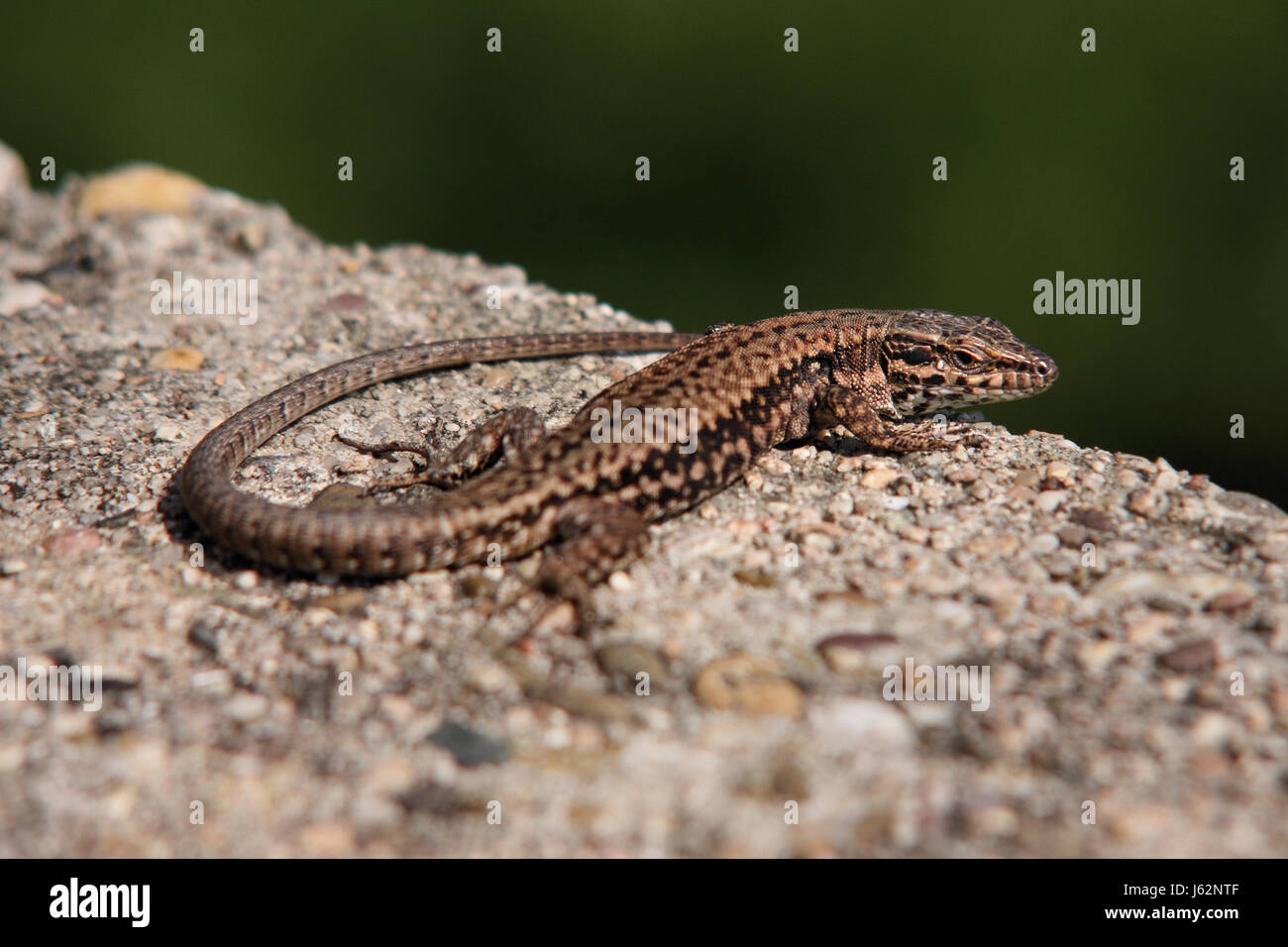 reptile lizard saurian reptiles critters mauereidechse podarcis muralis