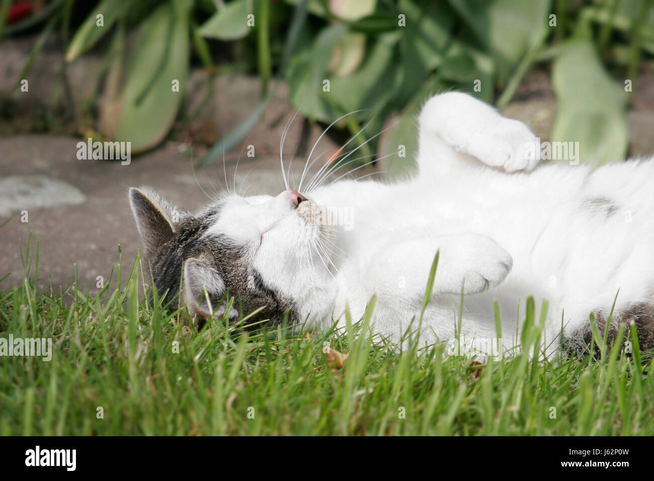 cat yoga Stock Photo