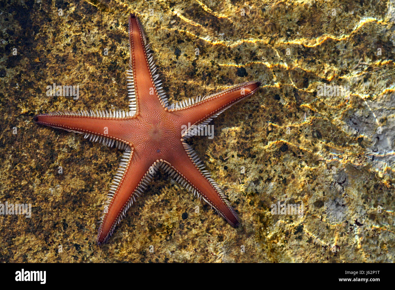 comb starfish Stock Photo