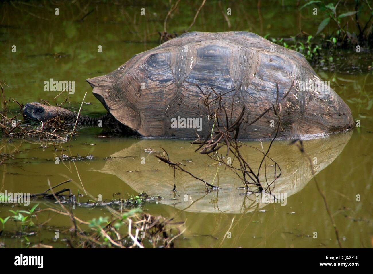 reflection ecuador water turtle tortoise reflection ecuador water turtle Stock Photo