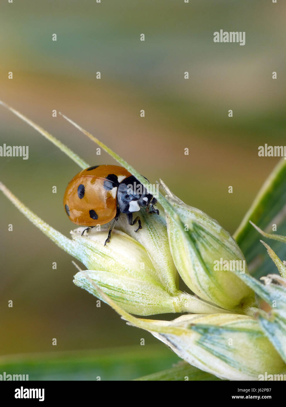 macro close-up macro admission close up view insect beetle ladybug legs ...