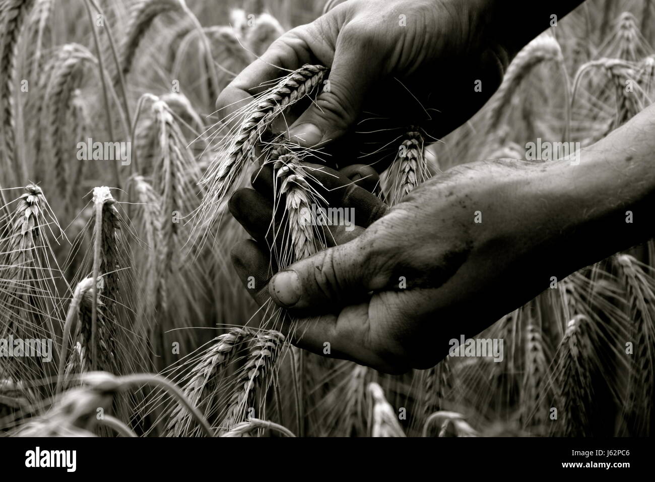 hand hands agriculture farming feel farmer barley test checking testing sample Stock Photo
