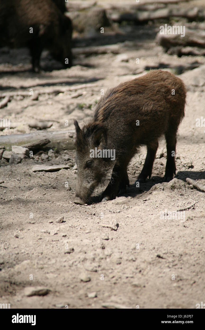 wild boar Stock Photo
