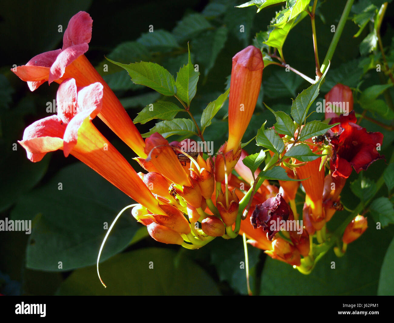 trumpet vine 2 Stock Photo Alamy