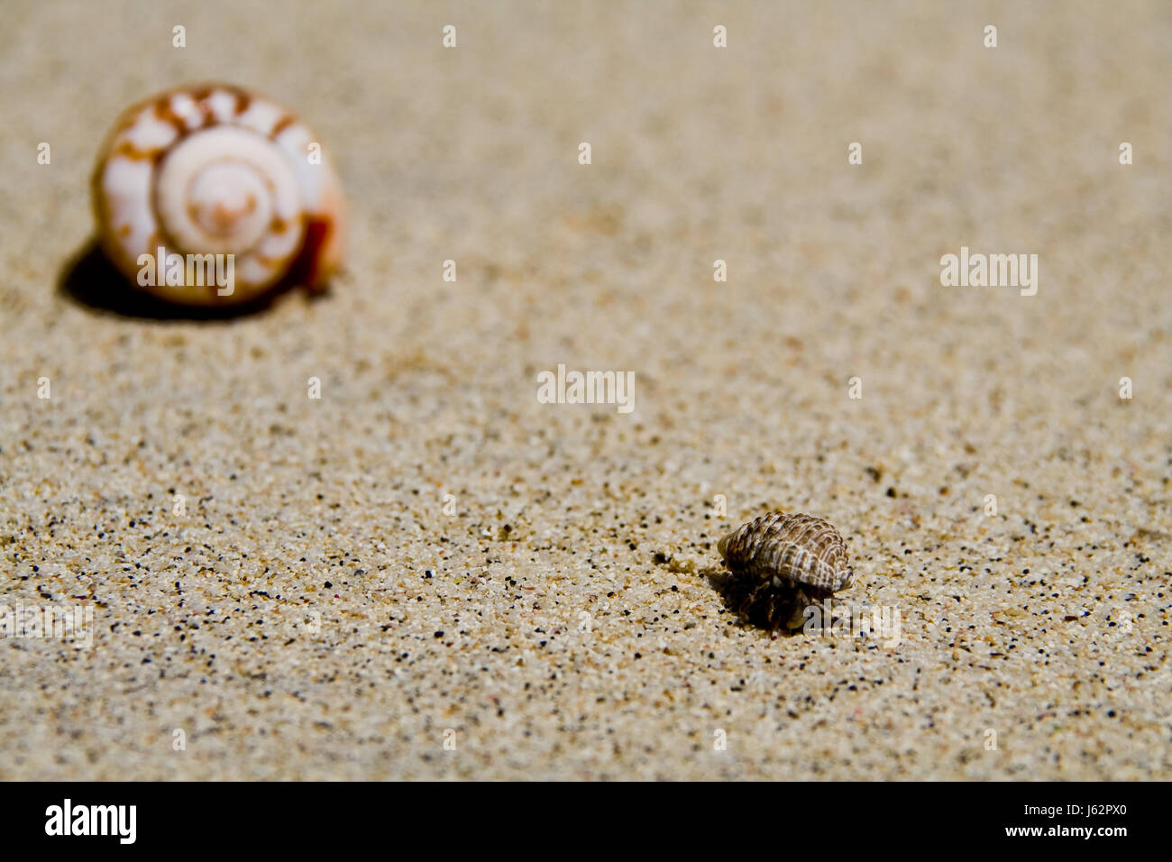 beach seaside the beach seashore crab hermit samoa salt water sea ocean