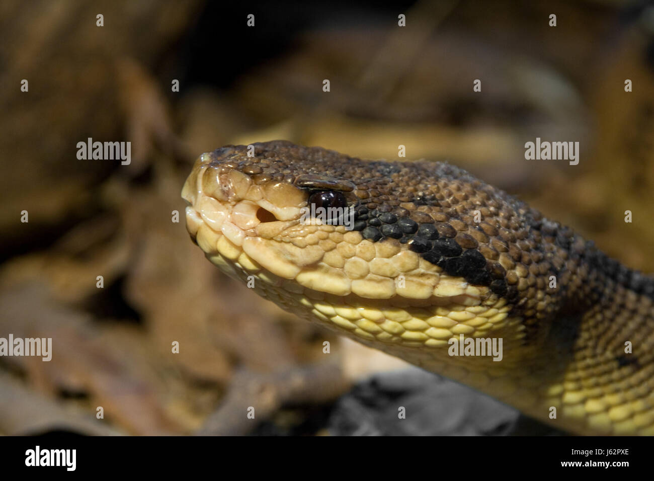 danger reptile wild jungle snake venom dangerous danger liquid