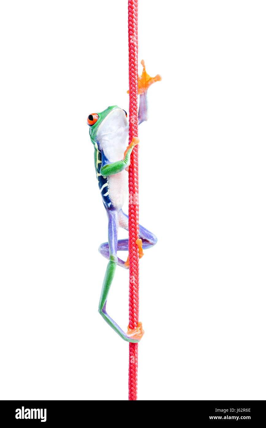 isolated animal green frog rise climb climbing ascend uphill tread