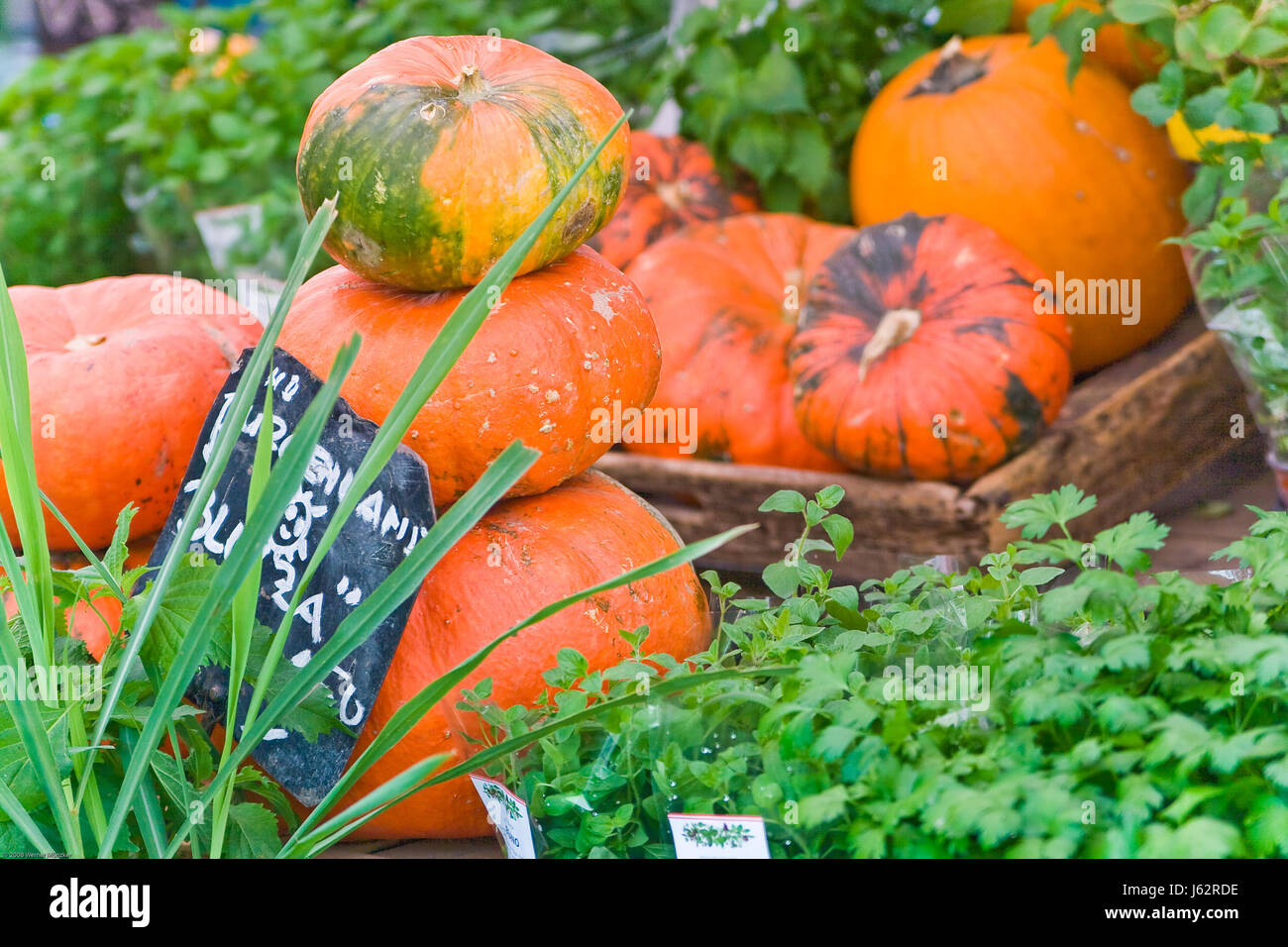 vegetable pumpkin herbs vienna austrians fruit climbing plant vegetable