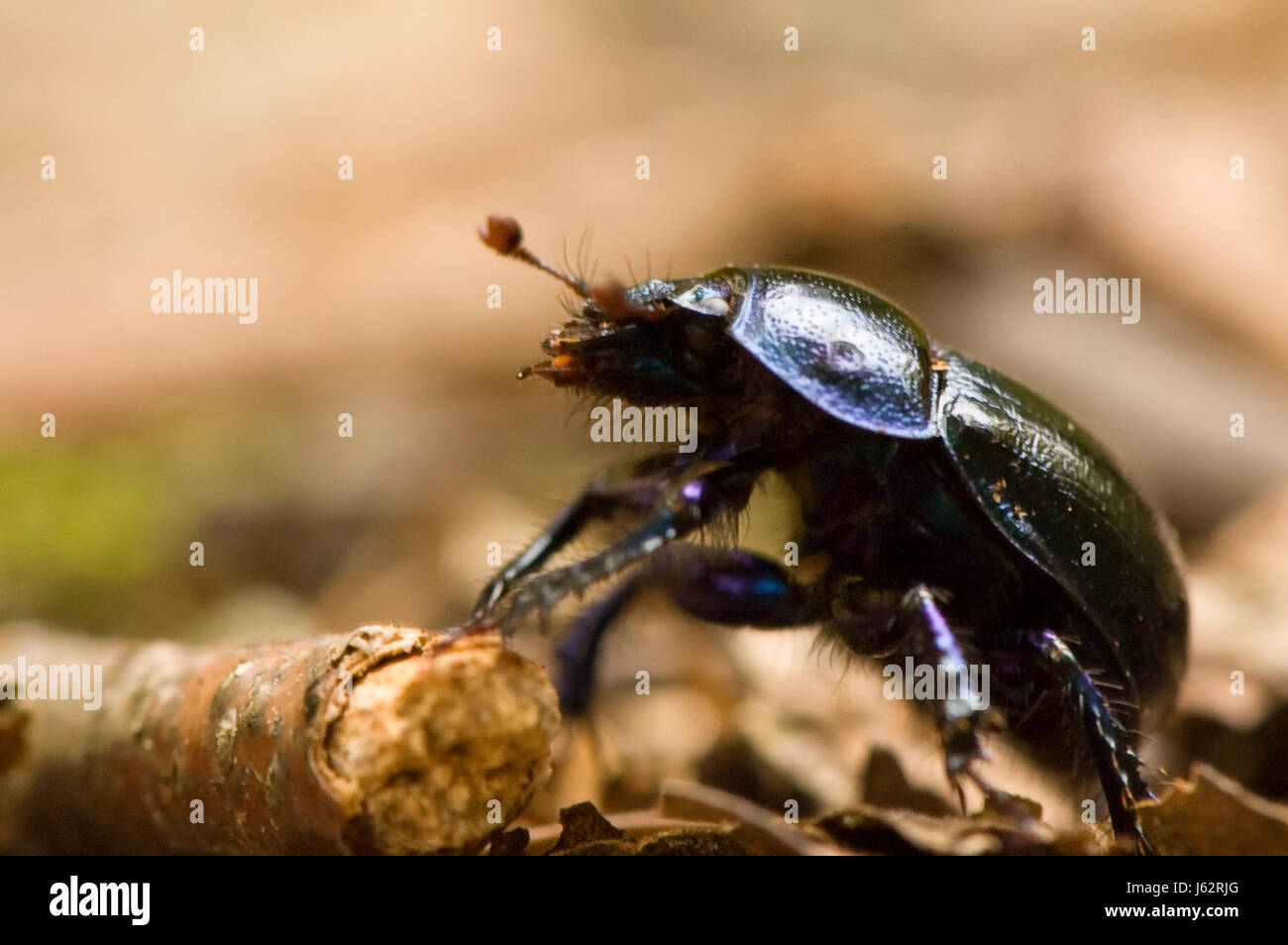 blue insect beetle dung beetle forest blue macro close-up macro admission close Stock Photo