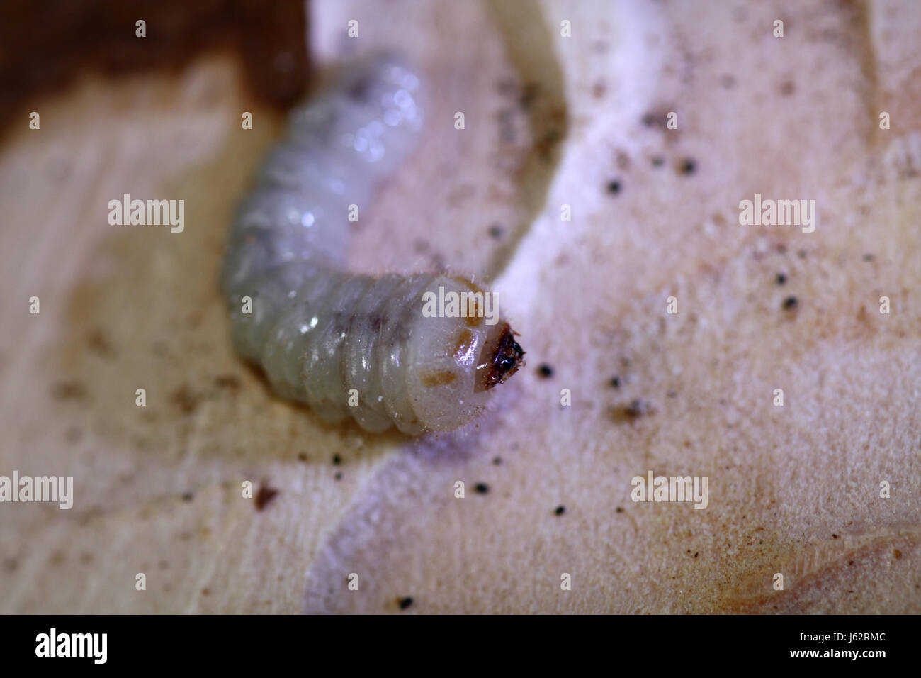 beetle larva bark beetle insect wood beetle varmint larva weevil maggot