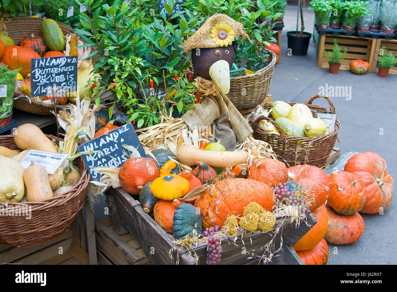 different pumpkins on market stall Stock Photo - Alamy