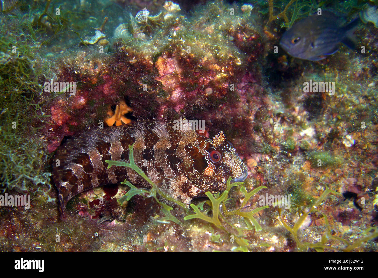 fish water mediterranean salt water sea ocean dive adriatic sea croatia Stock Photo