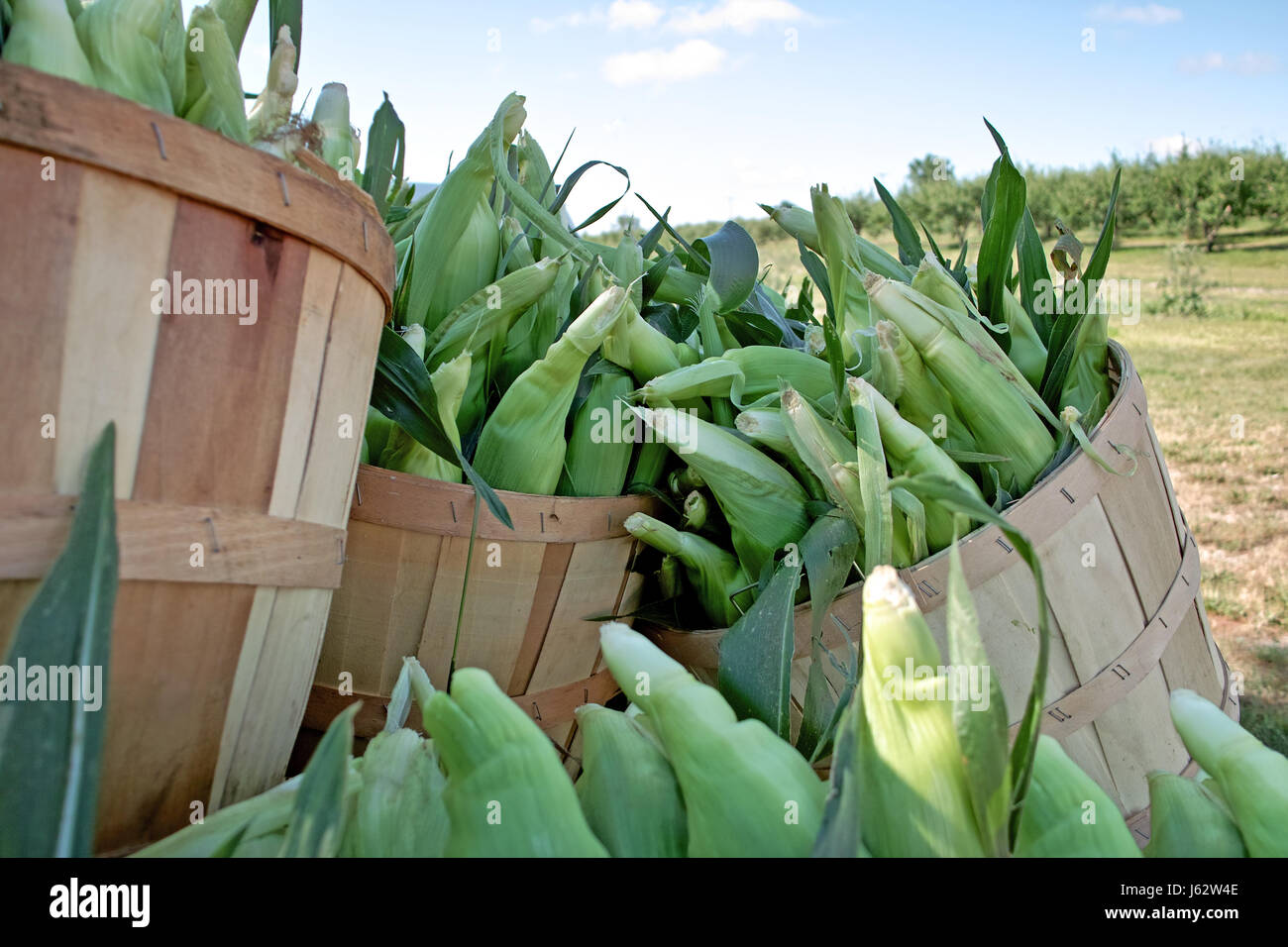 Bushel of corn hires stock photography and images Alamy