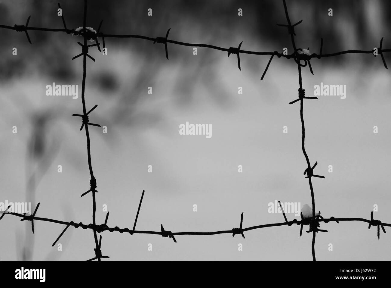 Black and white photo of a barbed wire guarding a private garden Stock ...