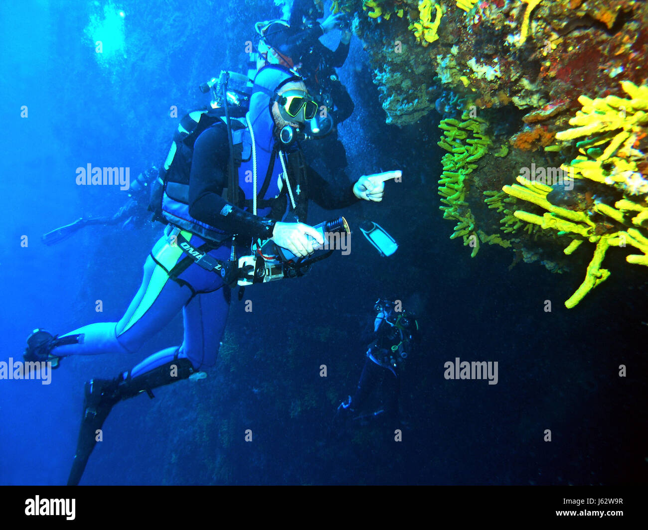 coloured colourful gorgeous multifarious richly coloured dive diver blue water Stock Photo