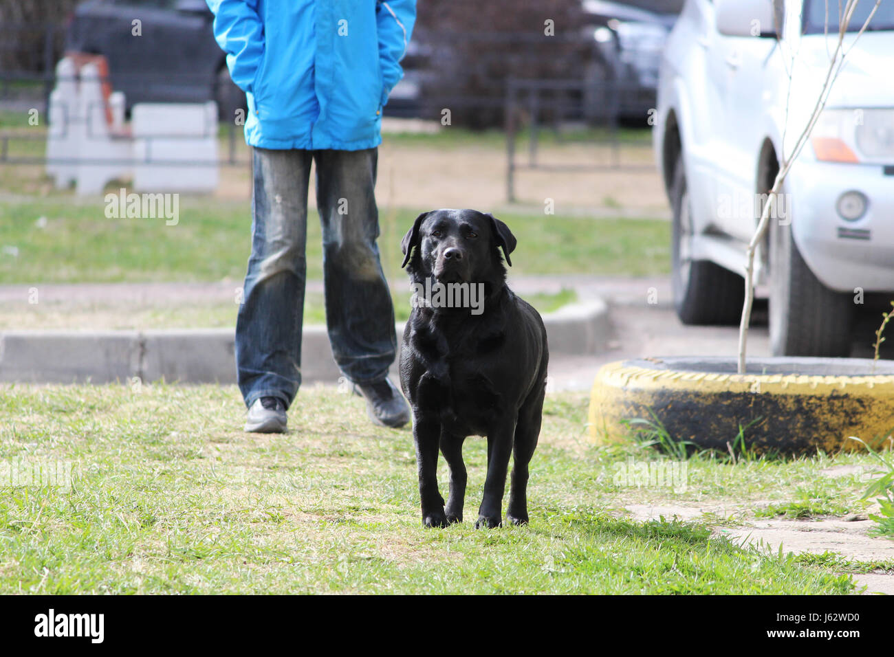 Black Lab On A Walk High Resolution Stock Photography and Images - Alamy