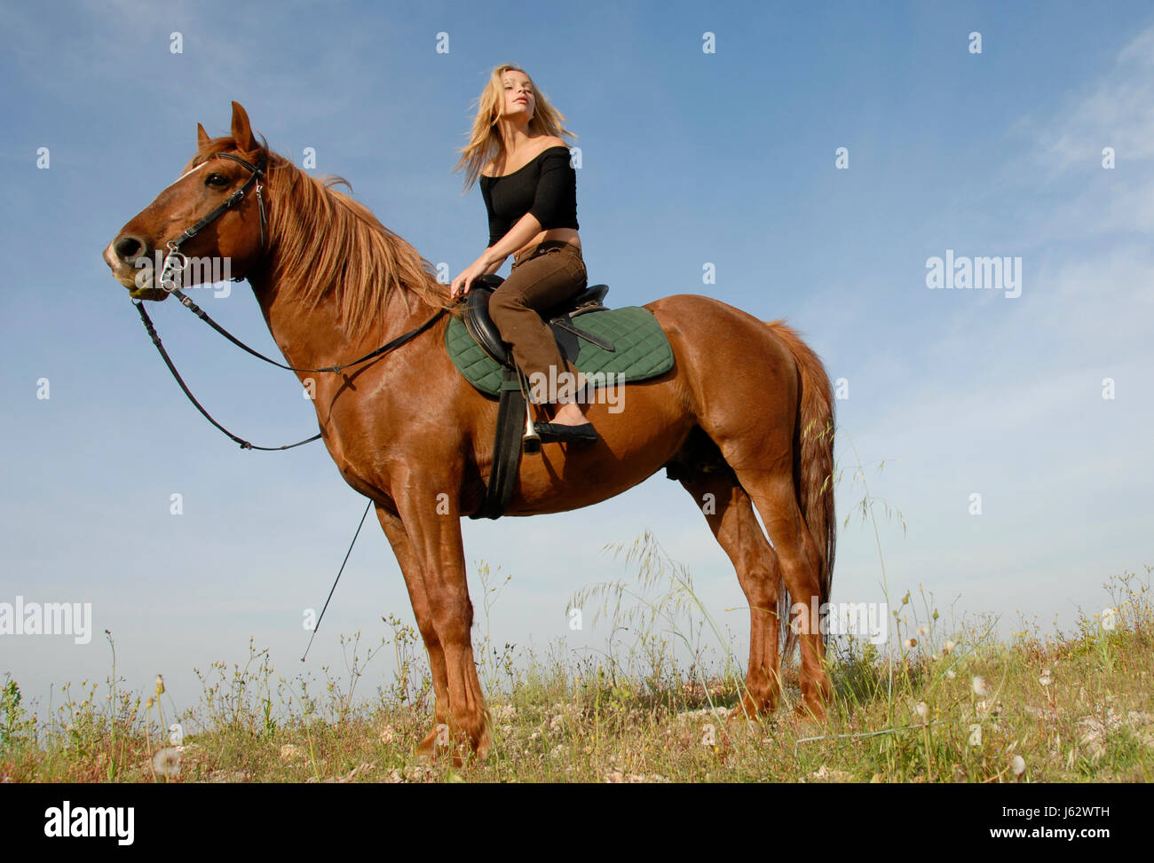 woman horse field stallion teenager blond beauty blue friendship animal pet Stock Photo