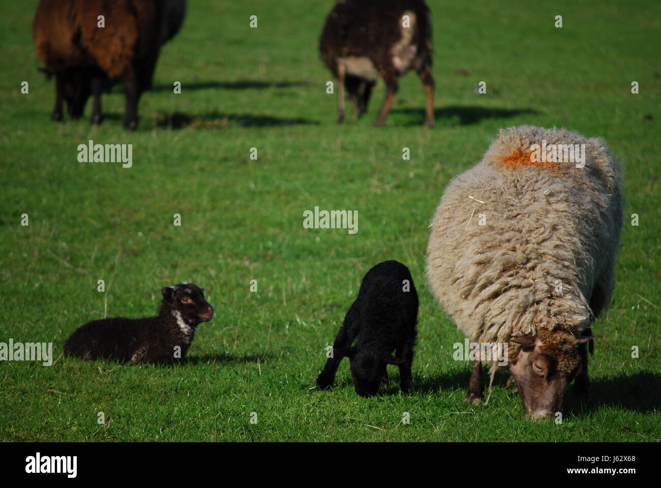 animal sheep livestock farm herd rural peasant animal animals five