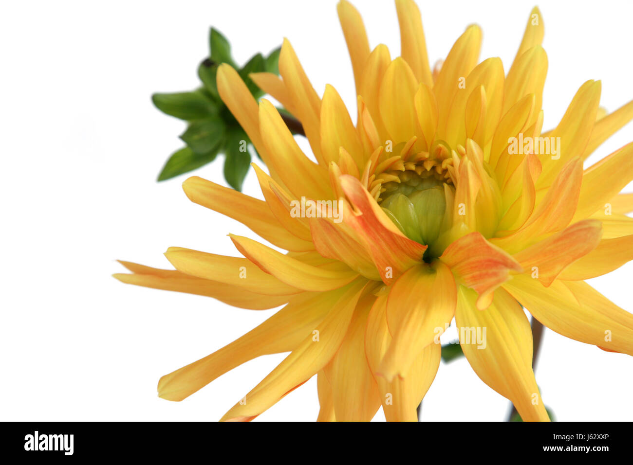 isolated flower plant botany dahlia decorative yellow glass chalice tumbler Stock Photo