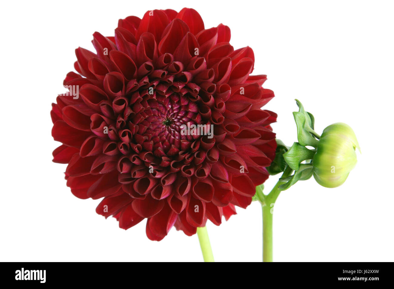 isolated flower plant bud dahlia bloom blossom flourish flourishing cutting Stock Photo