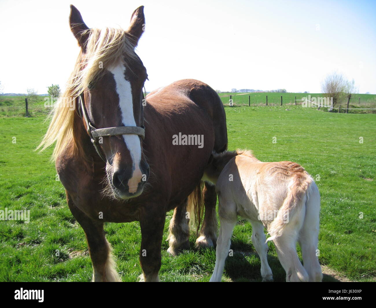horse agriculture farming breeding acre race willow horse agriculture