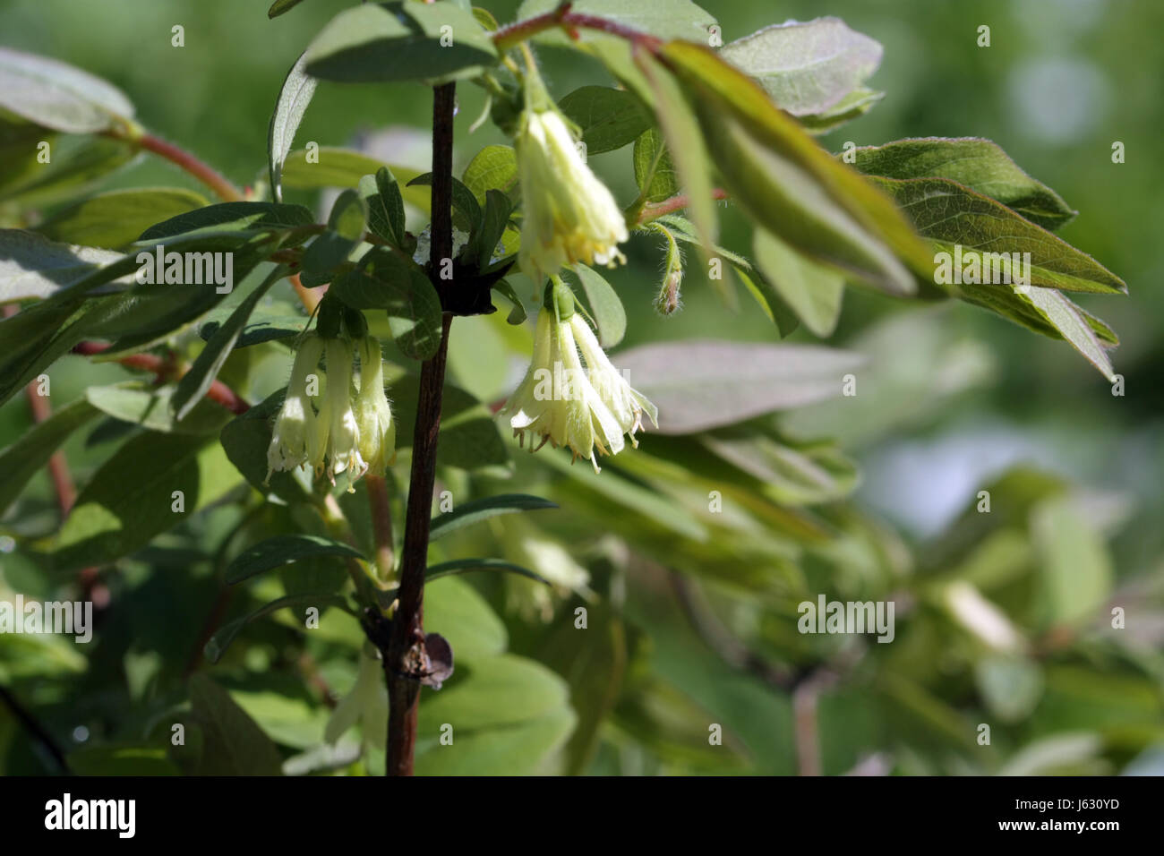 Delicate yellow flowers of the honeysuckle are edible on a branch with