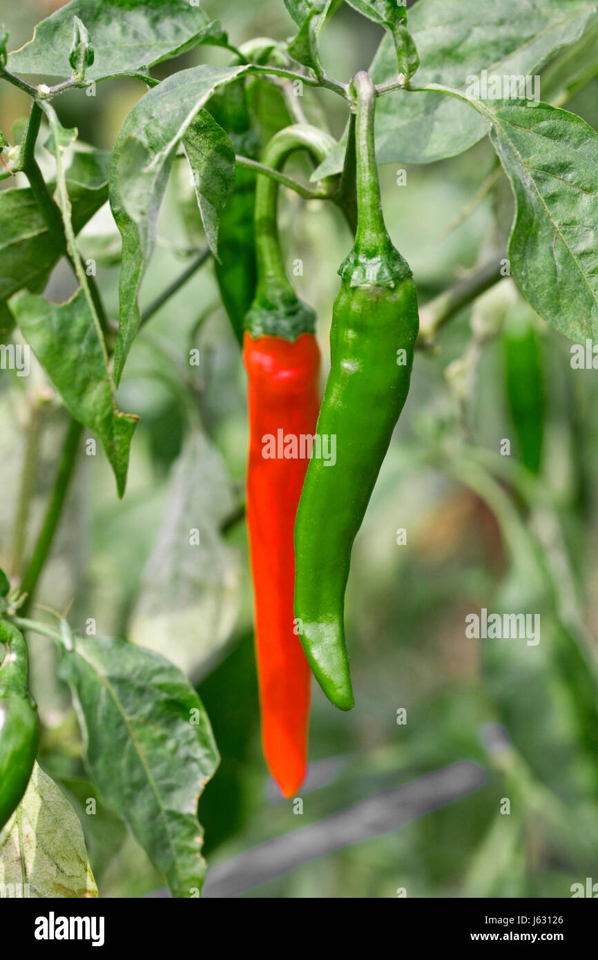 green asia shrub chilli chili red green asia shrub chilli chili red ...